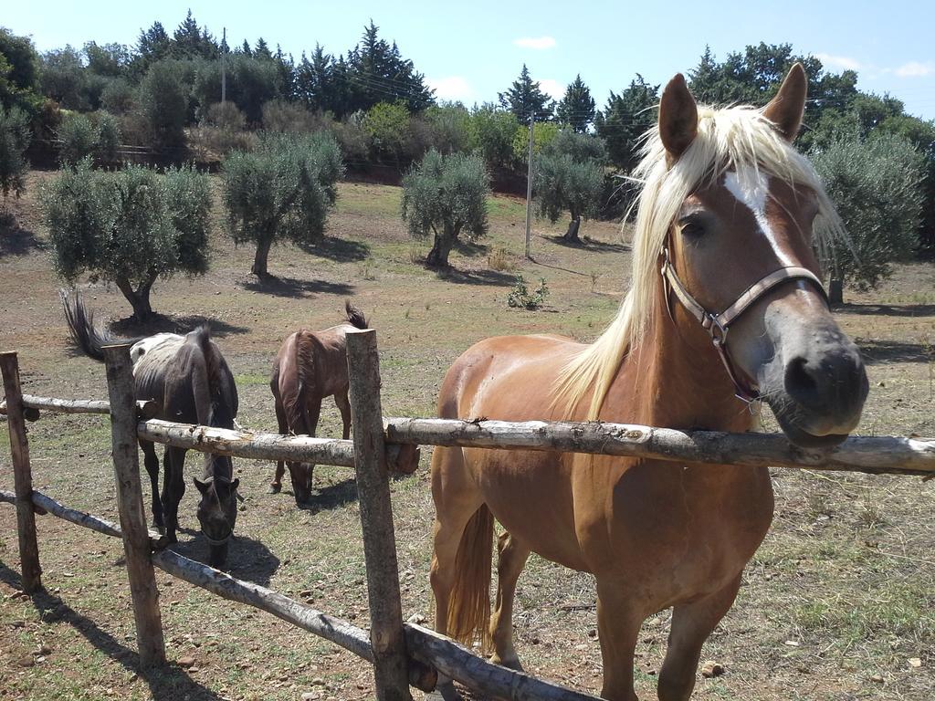 Agriturismo Terranova Pisticci Eksteriør billede
